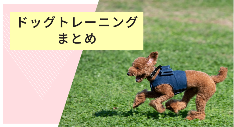 ドッグトレーニングしよう！